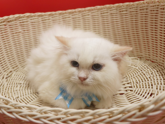 �X�R�e�B�b�V���t�H�[���h�̎q�L�摜