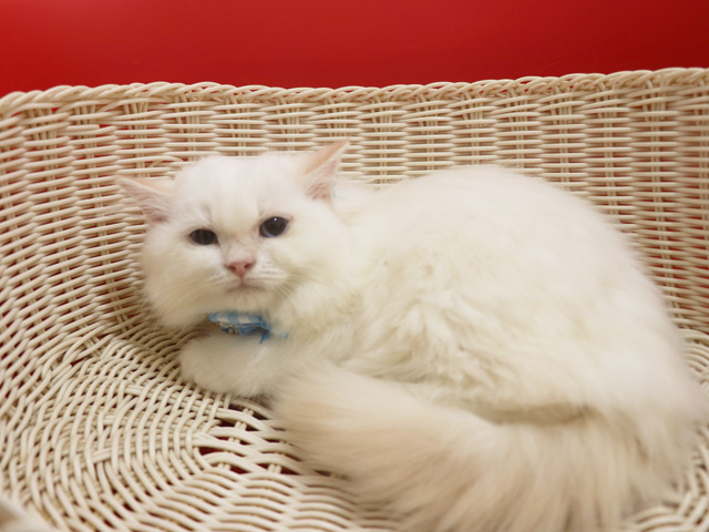 �X�R�e�B�b�V���t�H�[���h�̎q�L�摜