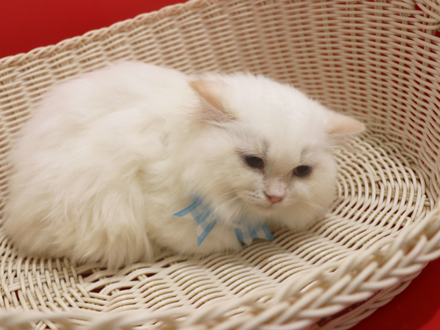 �X�R�e�B�b�V���t�H�[���h�̎q�L�摜