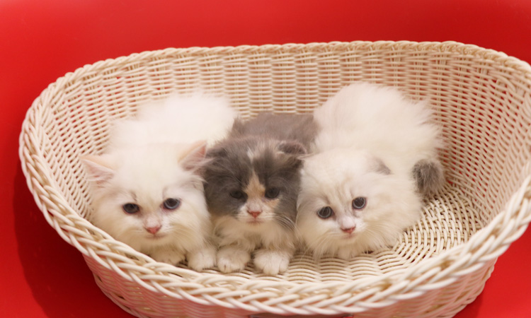 �X�R�e�B�b�V���t�H�[���h�̎q�L�摜