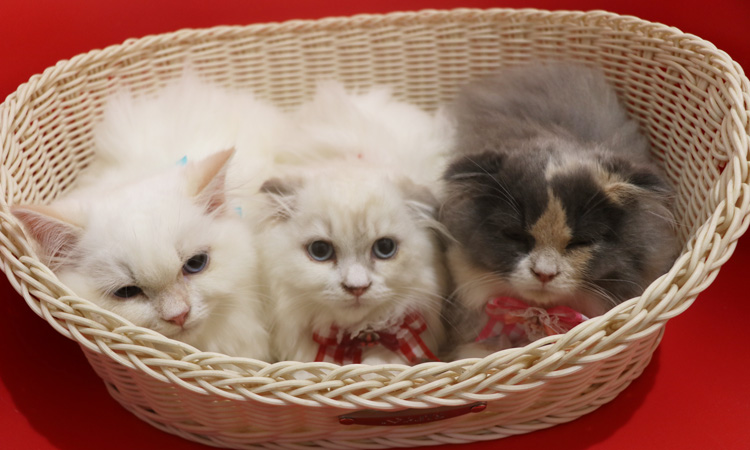 �X�R�e�B�b�V���t�H�[���h�̎q�L�摜