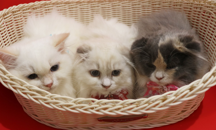 �X�R�e�B�b�V���t�H�[���h�̎q�L�摜