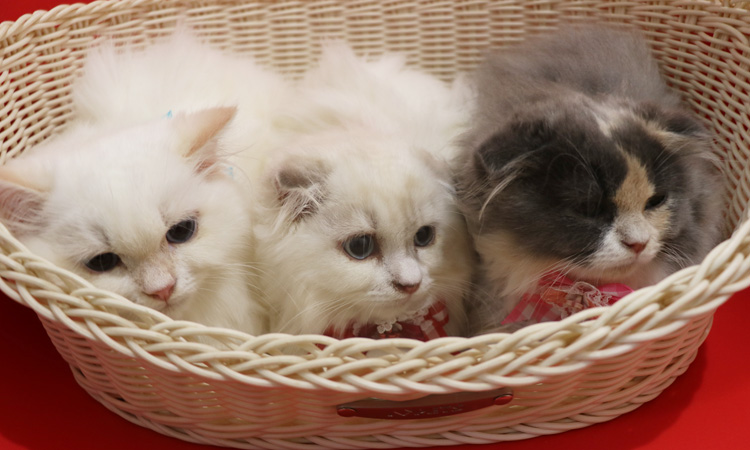 �X�R�e�B�b�V���t�H�[���h�̎q�L�摜