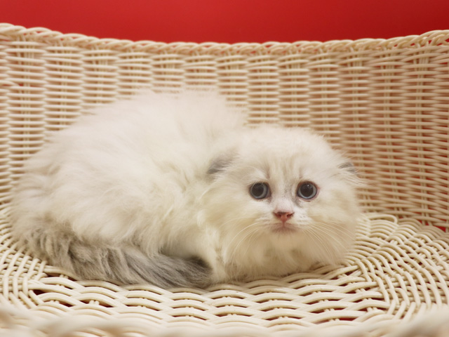 �X�R�e�B�b�V���t�H�[���h�̎q�L�摜