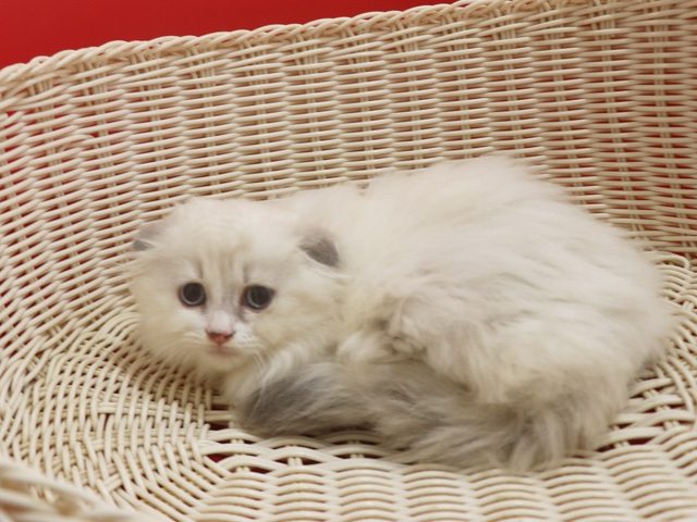 �X�R�e�B�b�V���t�H�[���h�̎q�L�摜