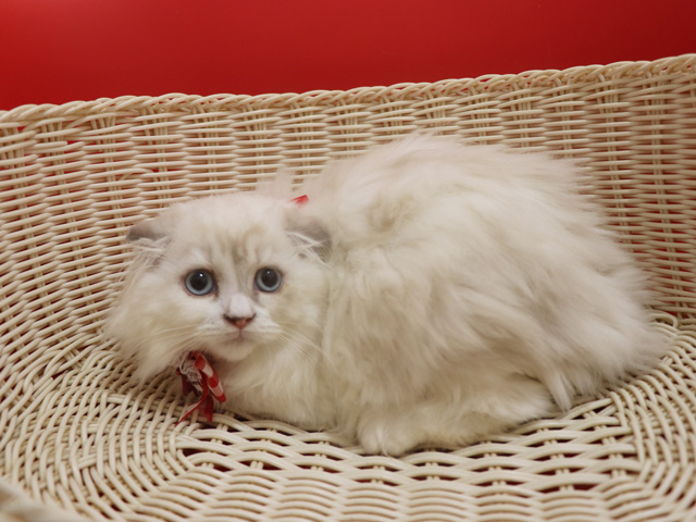 �X�R�e�B�b�V���t�H�[���h�q�L�摜