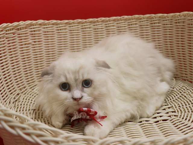 �X�R�e�B�b�V���t�H�[���h�̎q�L�摜