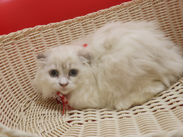 �X�R�e�B�b�V���t�H�[���h�̎q�L�摜