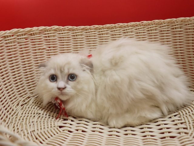 �X�R�e�B�b�V���t�H�[���h�̎q�L�摜