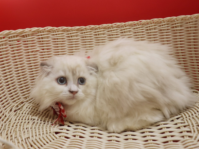 �X�R�e�B�b�V���t�H�[���h�̎q�L�摜