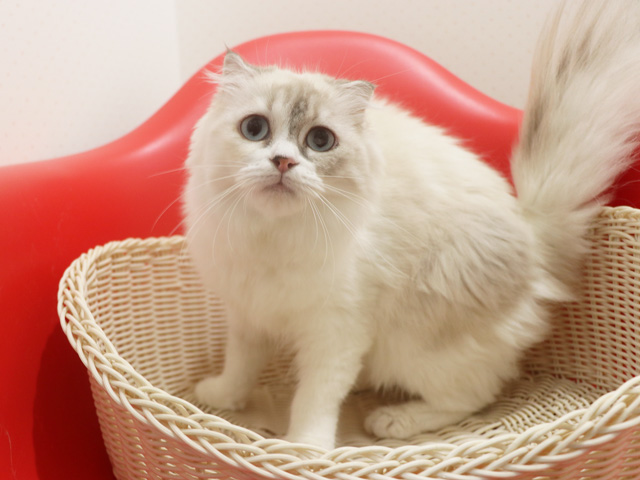 �X�R�e�B�b�V���t�H�[���h�̎q�L�摜