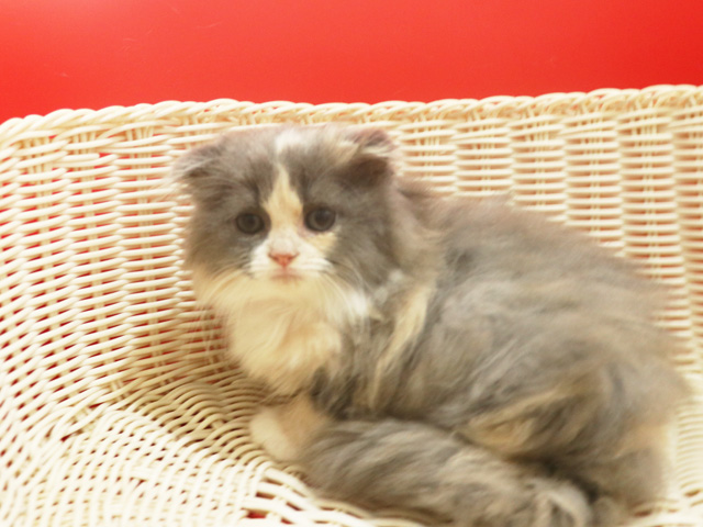 �X�R�e�B�b�V���t�H�[���h�̎q�L�摜