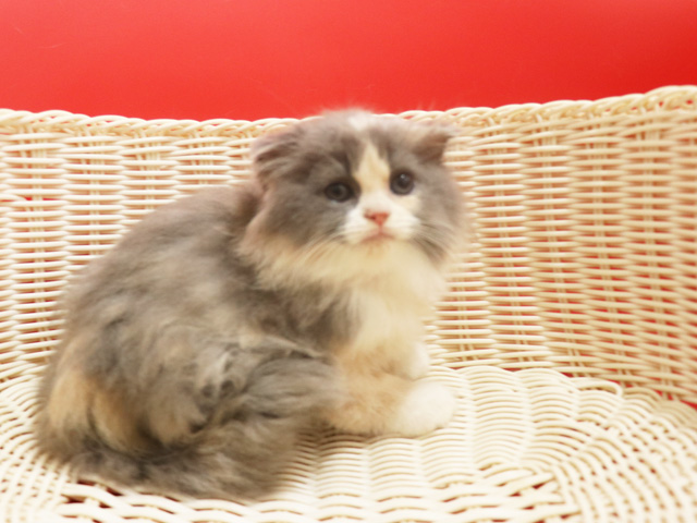 �X�R�e�B�b�V���t�H�[���h�̎q�L�摜