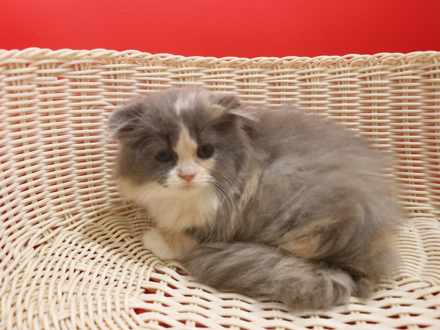 �X�R�e�B�b�V���t�H�[���h�̎q�L�摜