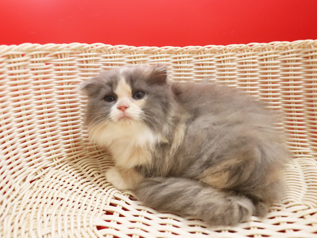 �X�R�e�B�b�V���t�H�[���h�̎q�L�摜