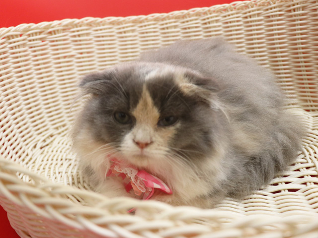 �X�R�e�B�b�V���t�H�[���h�q�L�摜