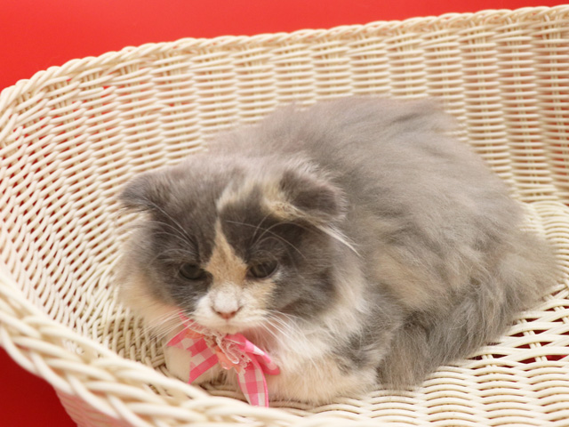 �X�R�e�B�b�V���t�H�[���h�̎q�L�摜