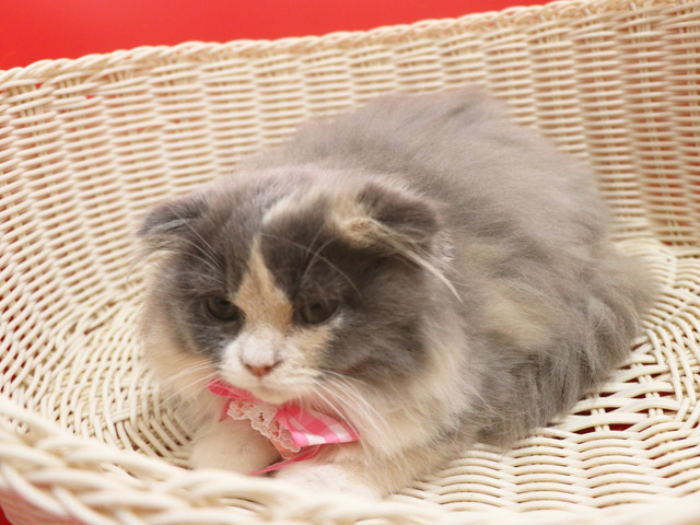 �X�R�e�B�b�V���t�H�[���h�̎q�L�摜