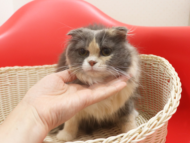 �X�R�e�B�b�V���t�H�[���h�̎q�L�摜
