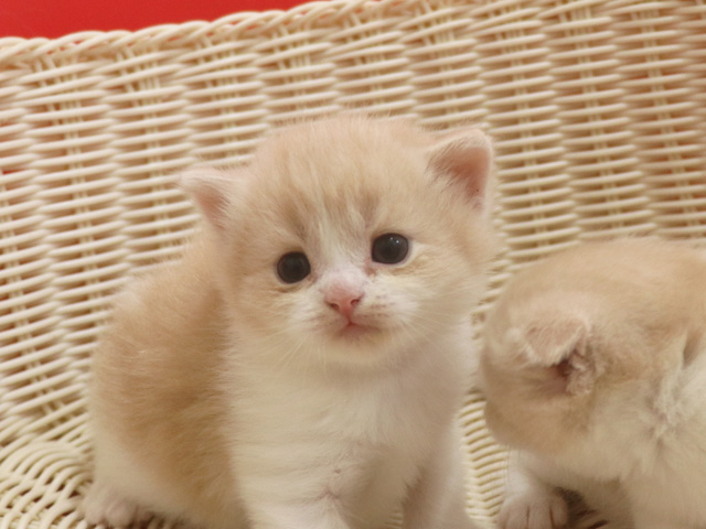 �X�R�e�B�b�V���t�H�[���h�̎q�L�摜