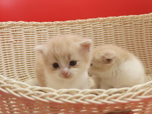 �X�R�e�B�b�V���t�H�[���h�̎q�L�摜