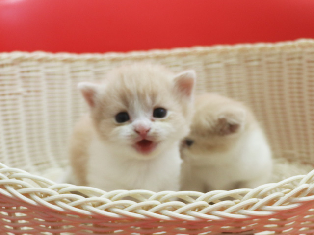 �X�R�e�B�b�V���t�H�[���h�̎q�L�摜