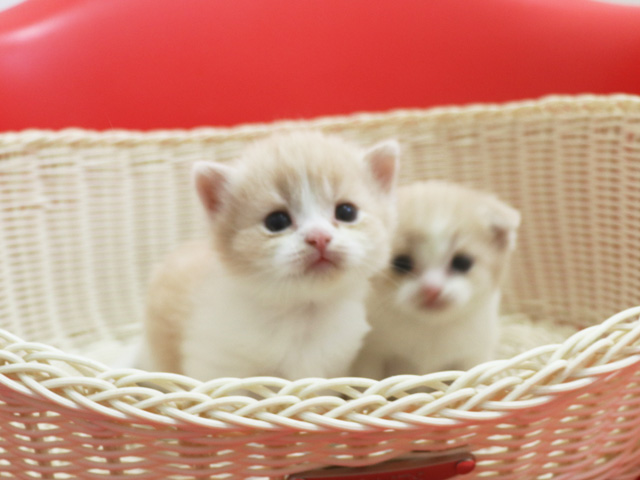 �X�R�e�B�b�V���t�H�[���h�̎q�L�摜