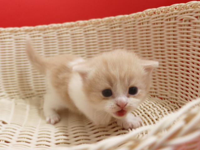 �X�R�e�B�b�V���t�H�[���h�̎q�L�摜