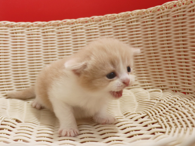 �X�R�e�B�b�V���t�H�[���h�̎q�L�摜