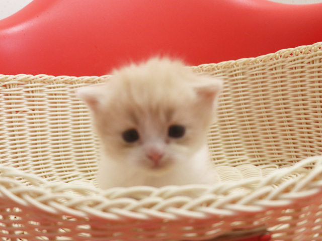 �X�R�e�B�b�V���t�H�[���h�̎q�L�摜