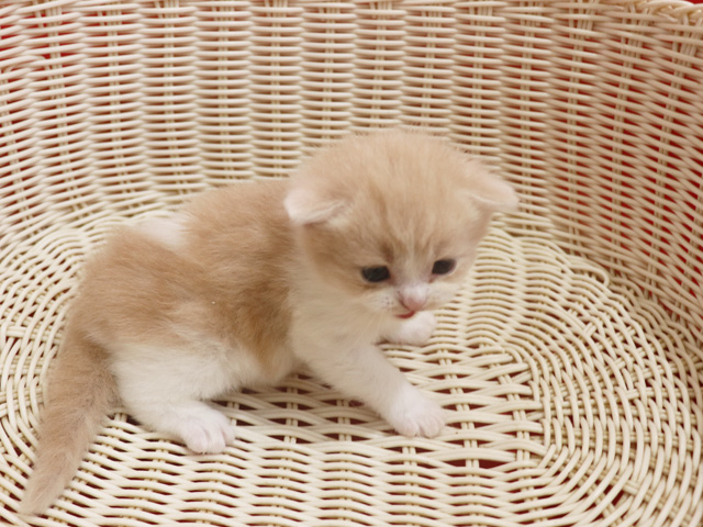 �X�R�e�B�b�V���t�H�[���h�̎q�L�摜