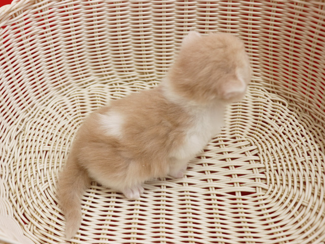 �X�R�e�B�b�V���t�H�[���h�̎q�L�摜