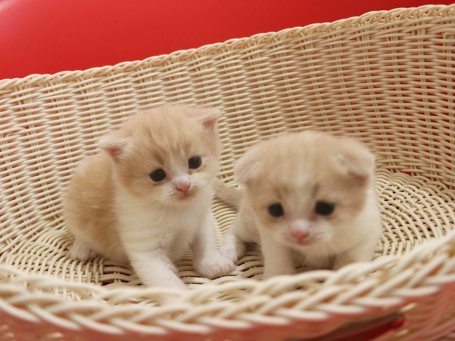 �X�R�e�B�b�V���t�H�[���h�̎q�L�摜