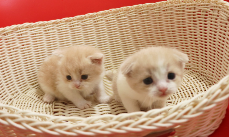 �X�R�e�B�b�V���t�H�[���h�̎q�L�摜