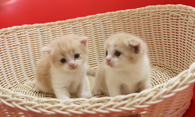 �X�R�e�B�b�V���t�H�[���h�̎q�L�摜