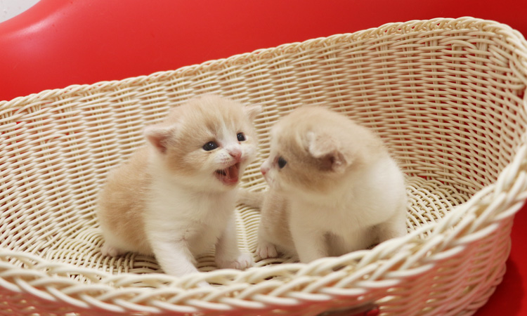 �X�R�e�B�b�V���t�H�[���h�̎q�L�摜