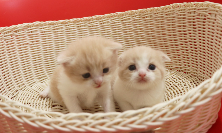 �X�R�e�B�b�V���t�H�[���h�̎q�L�摜