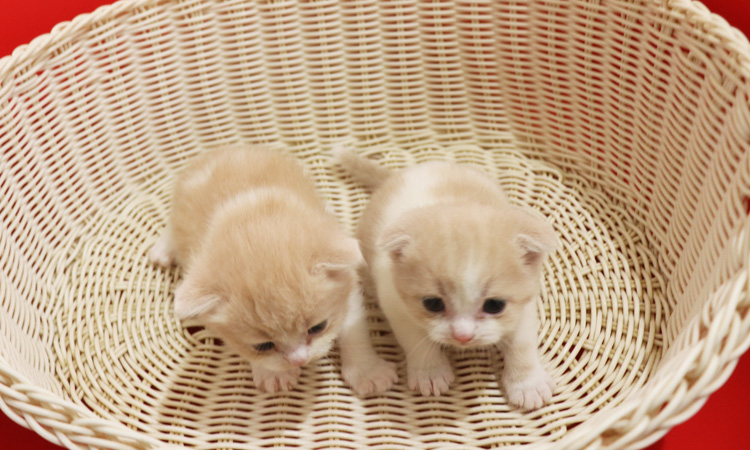 �X�R�e�B�b�V���t�H�[���h�̎q�L�摜