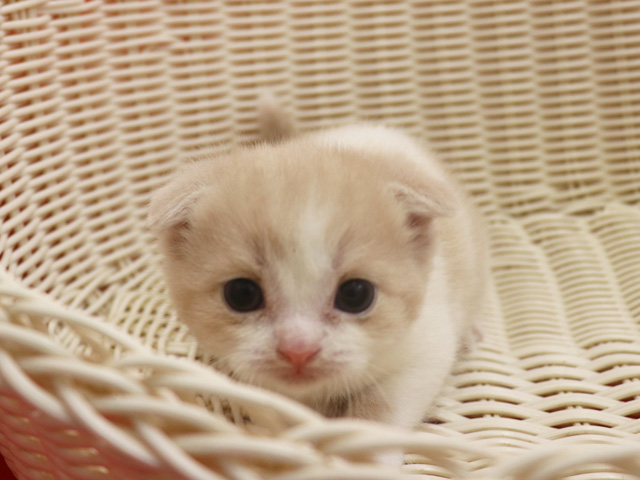 �X�R�e�B�b�V���t�H�[���h�̎q�L�摜