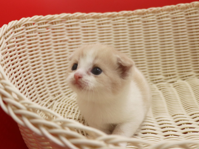 �X�R�e�B�b�V���t�H�[���h�̎q�L�摜