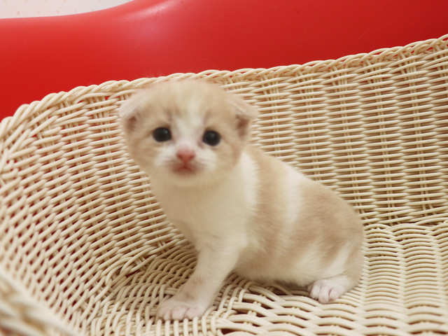 �X�R�e�B�b�V���t�H�[���h�̎q�L�摜