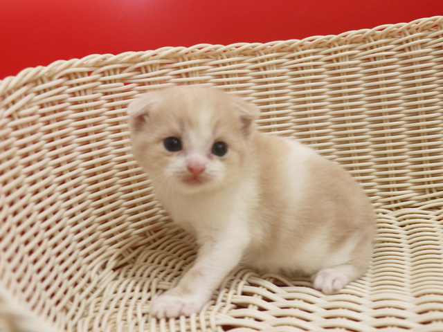 �X�R�e�B�b�V���t�H�[���h�̎q�L�摜