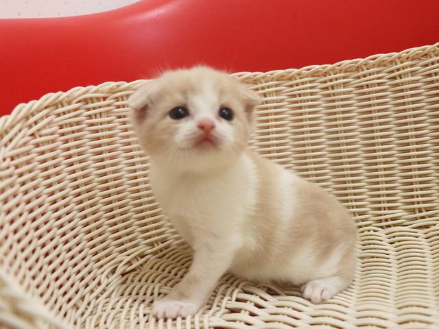 �X�R�e�B�b�V���t�H�[���h�̎q�L�摜