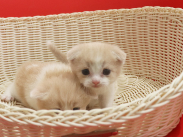 �X�R�e�B�b�V���t�H�[���h�̎q�L�摜