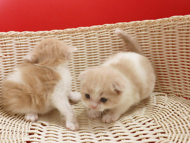 �X�R�e�B�b�V���t�H�[���h�̎q�L�摜