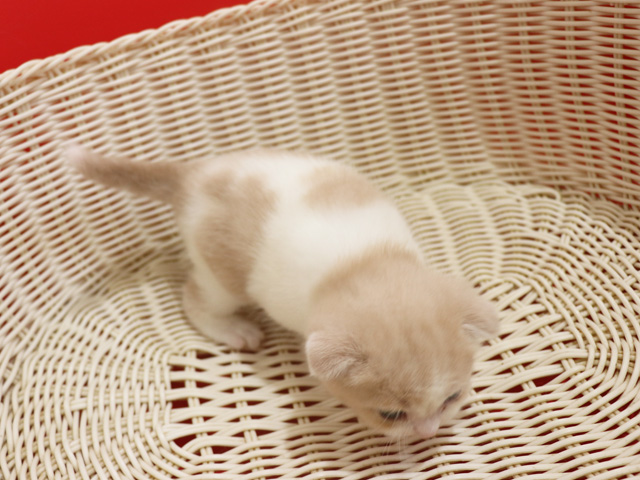 �X�R�e�B�b�V���t�H�[���h�̎q�L�摜