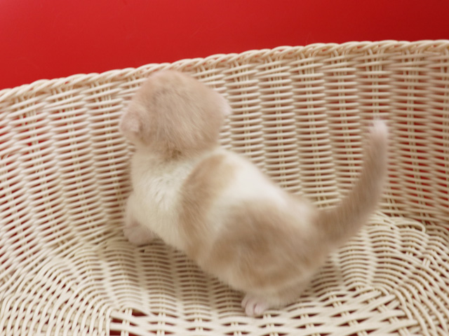 �X�R�e�B�b�V���t�H�[���h�̎q�L�摜