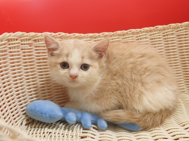 スコティッシュフォールドの子猫画像