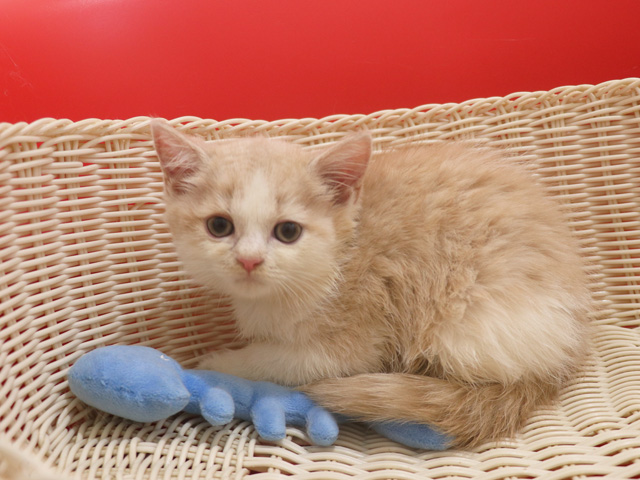 スコティッシュフォールドの子猫画像