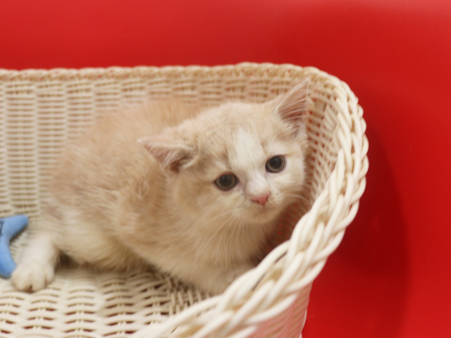 スコティッシュフォールドの子猫画像